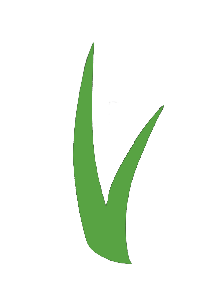 ForeverLawn Coastal Carolinas